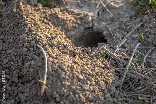 Animal digs the ground in nature © schankz