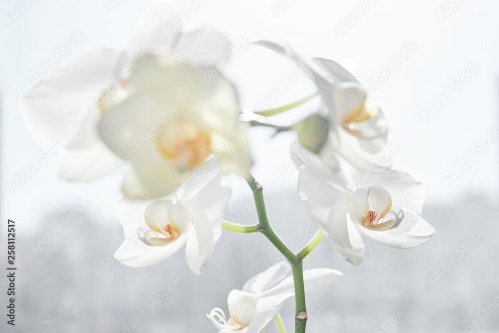 Fototapeta premium White orchids on sun light, the green bud, a new flower, a butterfly, macro, Phalaenopsis, Doritis, Grafia, Kingidium, Kingiella, Lesliea, Synadena, Stauroglottis, Stauritis, Polystylus, Polychilos