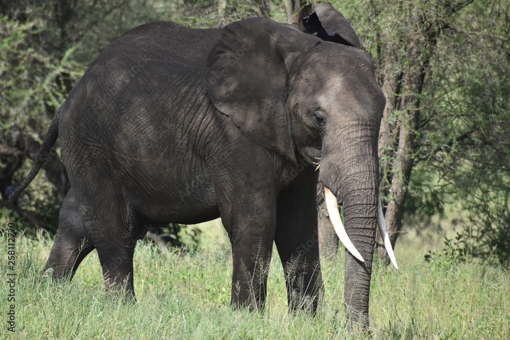 Fototapeta premium Elephant Tanzania