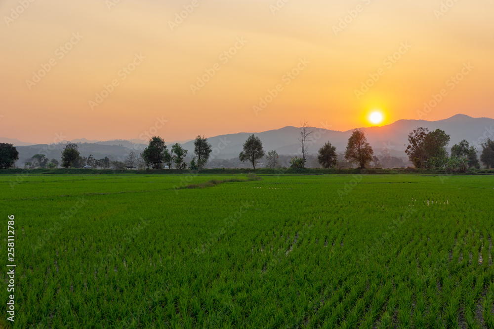 Landscape of Green rice field with mountain on background in sunset Landscape of Green rice field with mountain on background in sunset