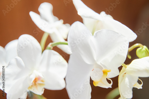 Fototapeta Naklejka Na Ścianę i Meble -  White orchids on sun light, the green bud, a new flower, a butterfly, macro, Phalaenopsis, Doritis, Grafia, Kingidium, Kingiella, Lesliea, Synadena, Stauroglottis, Stauritis, Polystylus, Polychilos