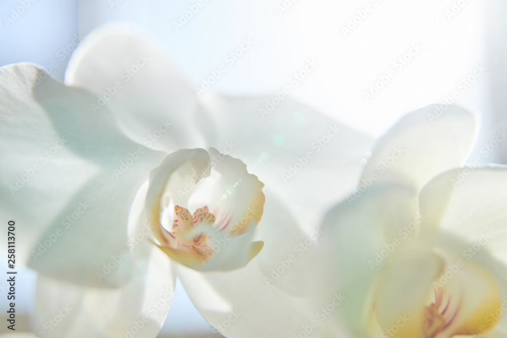 White orchids on sun light, the green bud, a new flower, a butterfly, macro, Phalaenopsis, Doritis, Grafia, Kingidium, Kingiella, Lesliea, Synadena, Stauroglottis, Stauritis, Polystylus, Polychilos