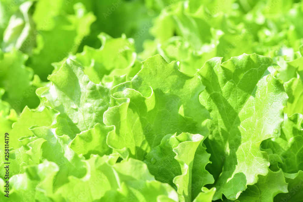 Green salad leaves background. Fresh green salad in the garden Green salad leaves background. Fresh green salad in the garden