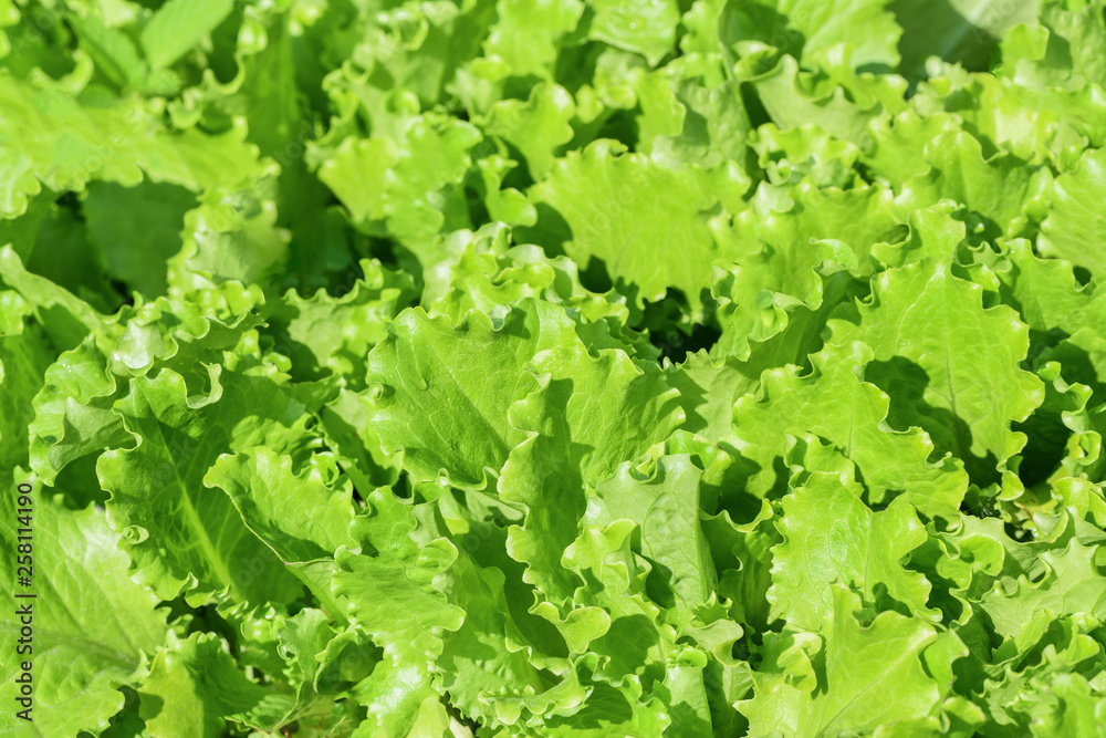 Green salad leaves background. Fresh green salad in the garden Green salad leaves background. Fresh green salad in the garden