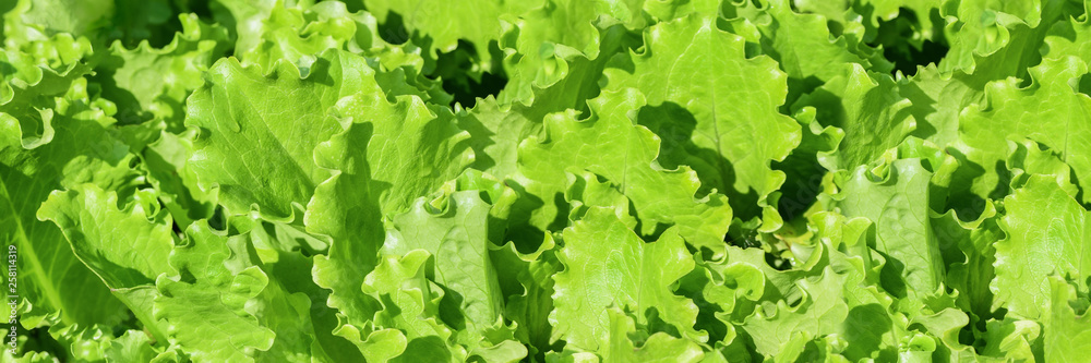 Banner. Fresh green curly salad in the garden. Elongated photo Banner. Fresh green curly salad in the garden. Elongated photo
