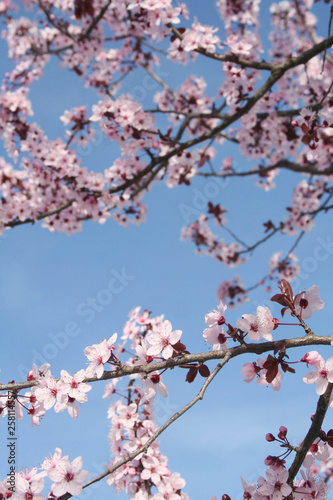 Pink Cherry flowers on branch against blue sky . Springtime Easter background