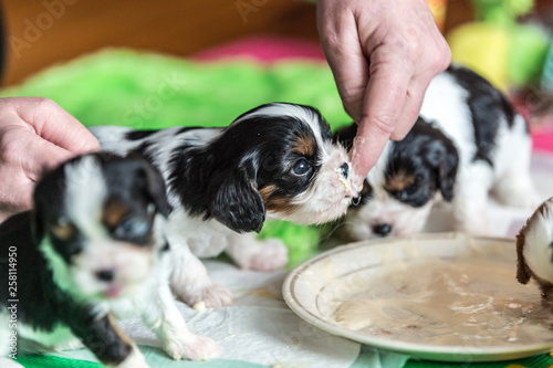 beautiful puppy first meal