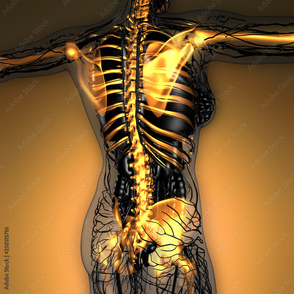 Fototapeta science anatomy of human body in x-ray with glow skeleton bones
