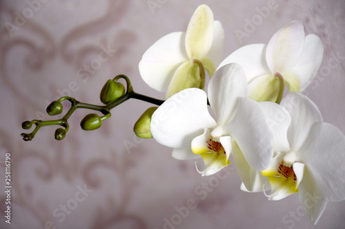 Half-blooming branch of white orchid, unopened buds. White orchid inflorescence with copy space and selective focus. Spa and Wellness flowers style.