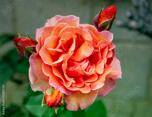 A beautiful fresh roses after slighty rain photo