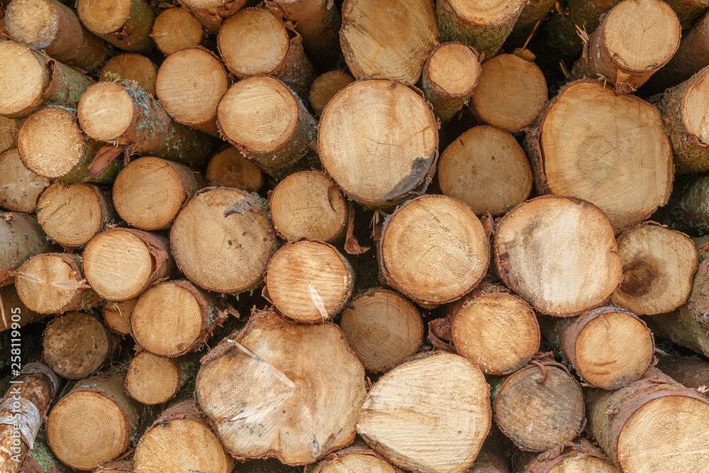 Wooden Logs. Trunks of trees stacked close-up.