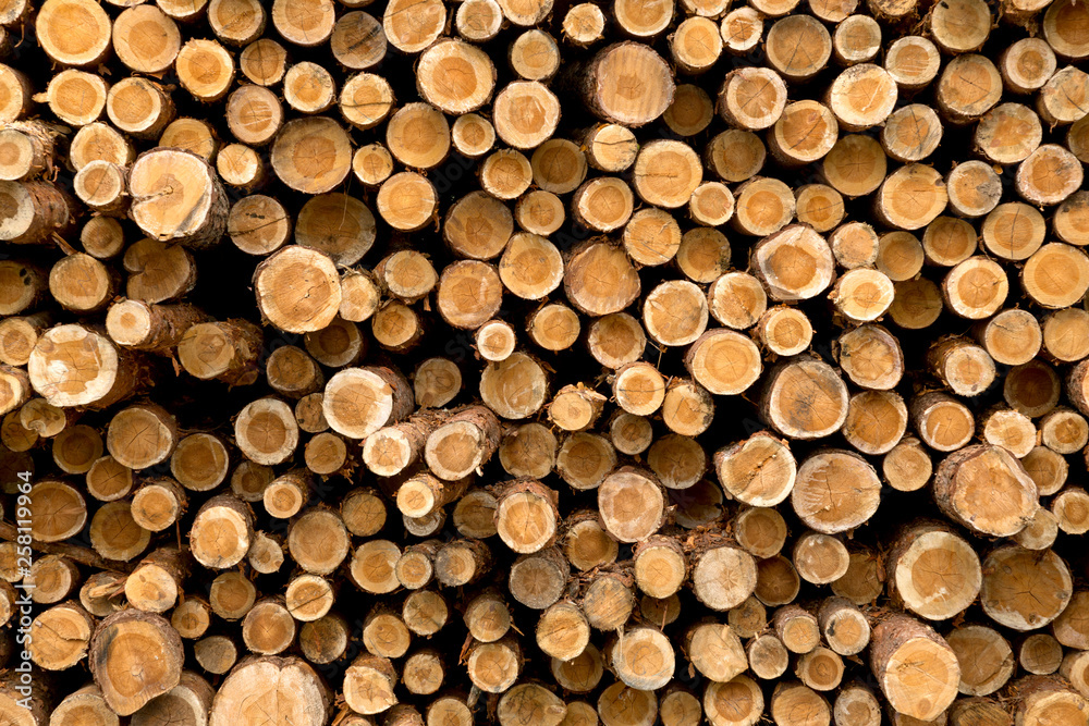 Wooden Logs. Trunks of trees stacked close-up. Wooden Logs. Trunks of trees stacked close-up.