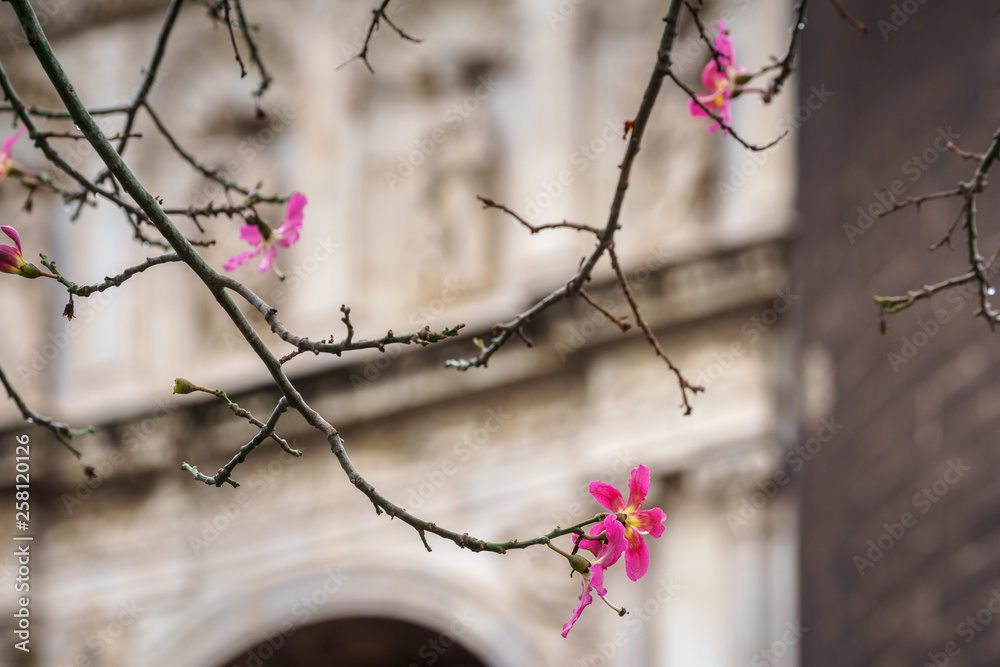 Silk floss tree or chorisia speciosa flowers in bloom with old walls as a background Silk floss tree or chorisia speciosa flowers in bloom with old walls as a background