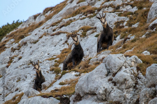 a herd of chamois staring towards camera