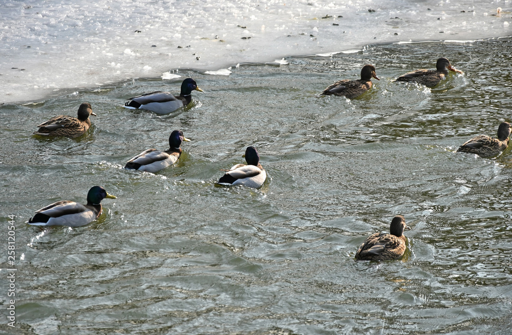 Naklejka premium Wild ducks on the lake in winter
