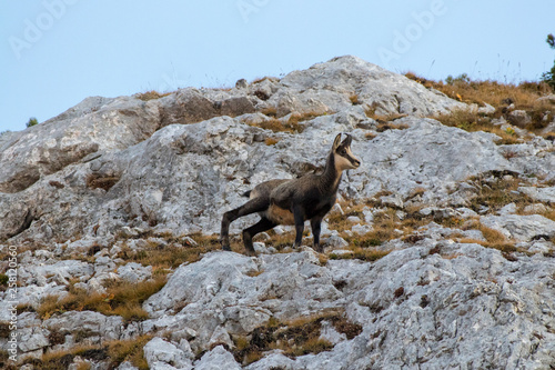 chamois in the mountains