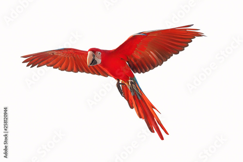 Colorful flying parrot isolated on white background. photo