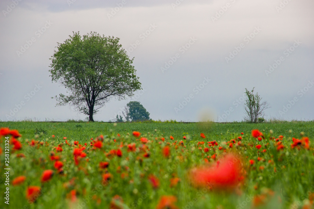 Spring field with red poppies, green grass and distant trees, landscape, Kazakhstan Spring field with red poppies, green grass and distant trees, landscape, Kazakhstan