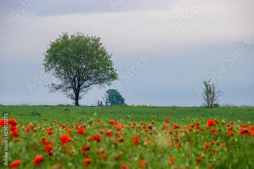 Spring field with red poppies, green grass and distant trees, landscape, Kazakhstan