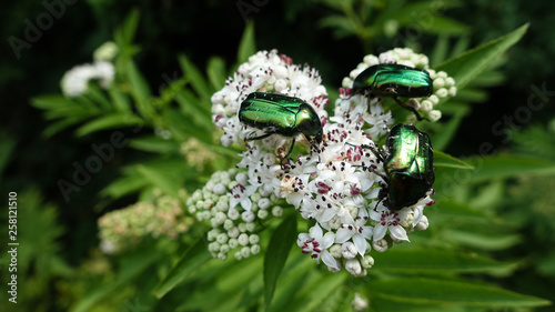 green rose chafers having party photo