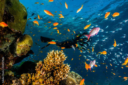 Coral reefs and water plants in the Red Sea, Eilat Israel © yeshaya