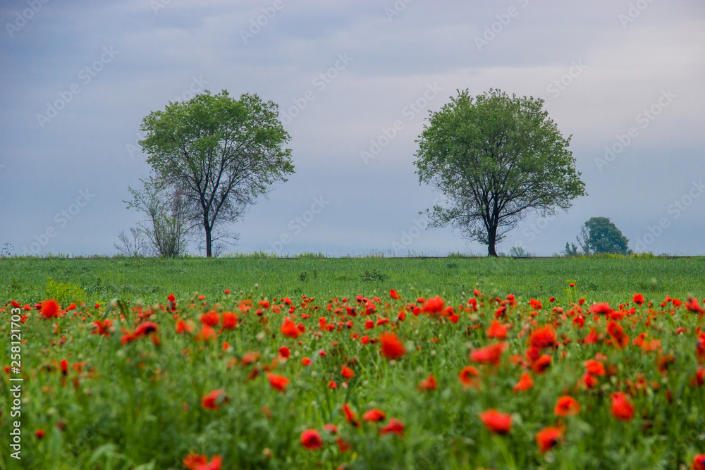 Spring field with red poppies, green grass and distant trees, landscape, Kazakhstan Spring field with red poppies, green grass and distant trees, landscape, Kazakhstan