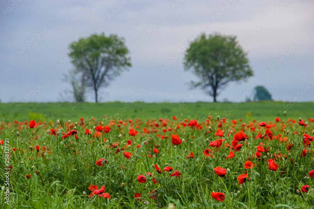 Spring field with red poppies, green grass and distant trees, landscape, Kazakhstan Spring field with red poppies, green grass and distant trees, landscape, Kazakhstan
