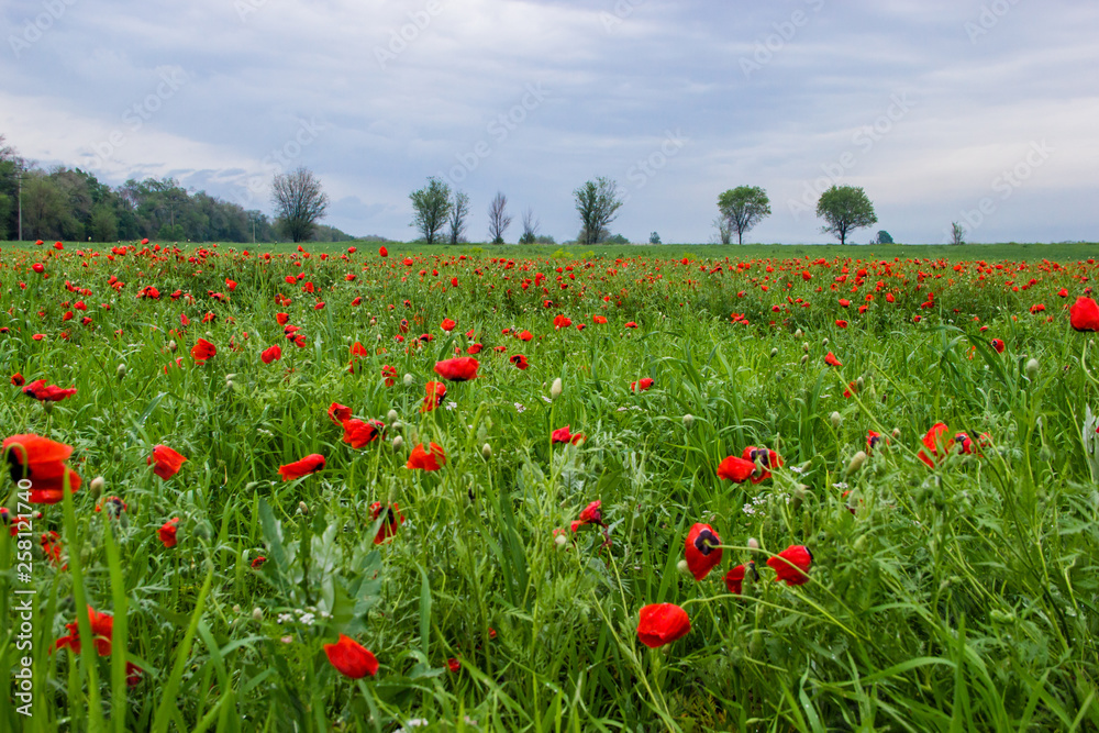 Spring field with red poppies, green grass and distant trees, landscape, Kazakhstan Spring field with red poppies, green grass and distant trees, landscape, Kazakhstan