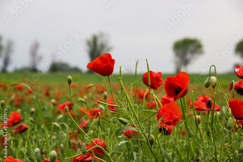 Spring field with red poppies, green grass and distant trees, landscape, Kazakhstan