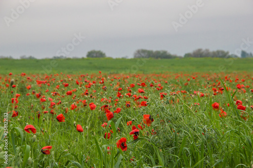 Spring field with red poppies  green grass and distant trees  landscape  Kazakhstan