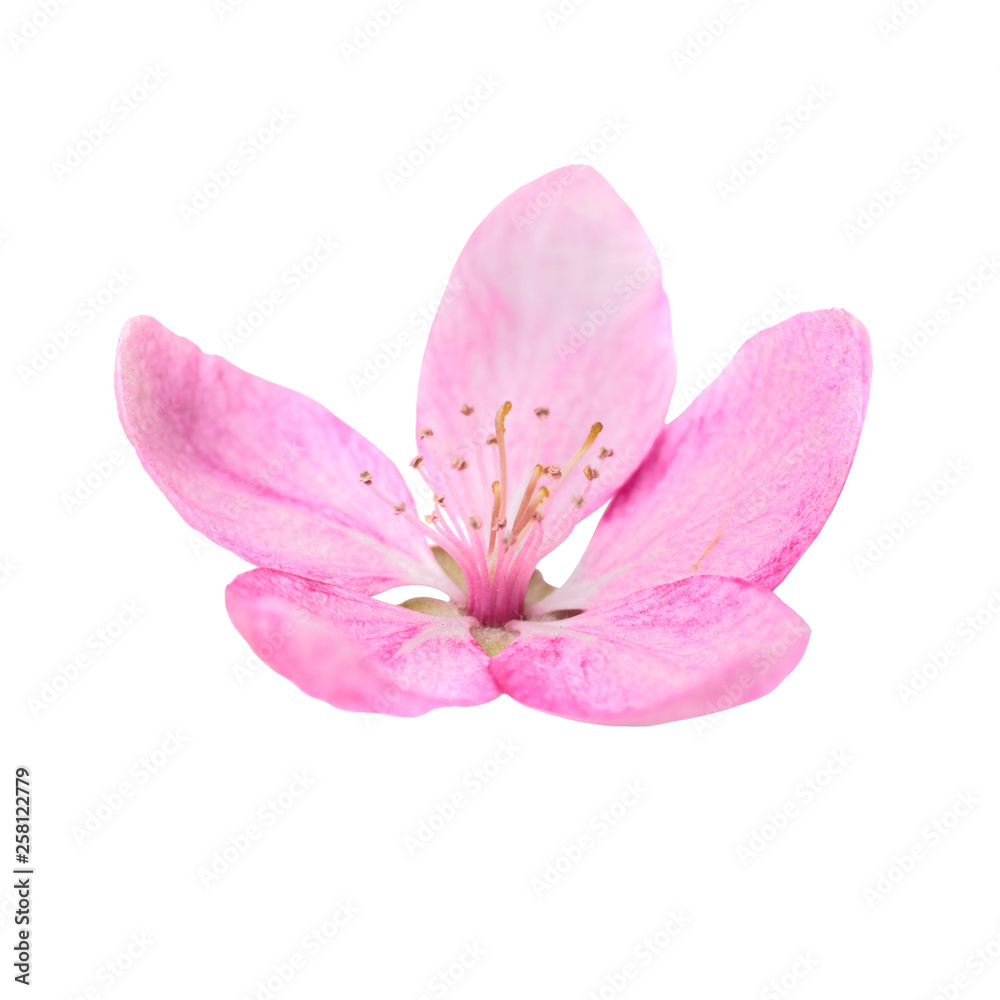 Pink flower from sakura tree isolated on white background. Macro close up studio shot Pink flower from sakura tree isolated on white background. Macro close up studio shot