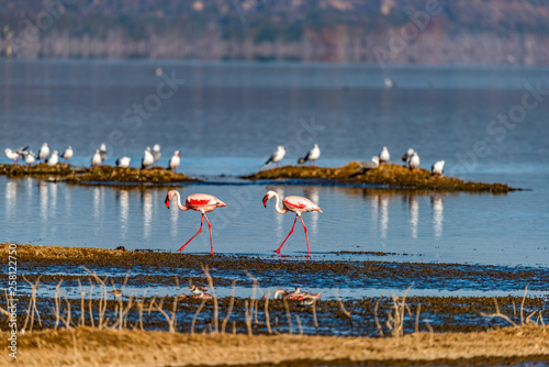 Two lone flamingoes walking along lake foreshore. In the background are other water birds. Water reflections. Copy space. Lake Nakuru, Kenya, Great Rift Valley, Africa. 