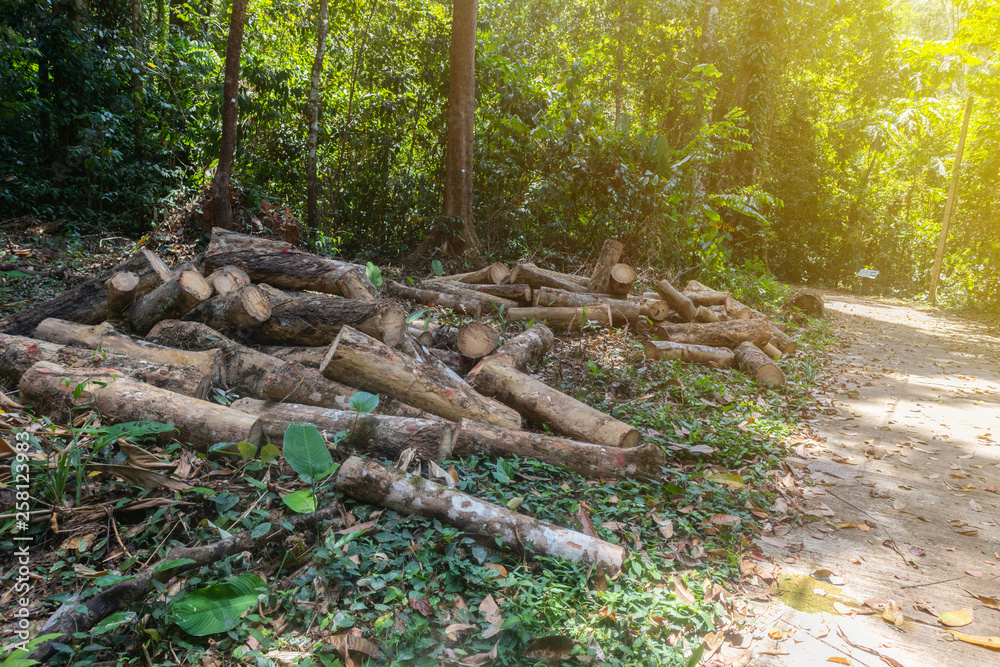 Fototapeta premium pile of rubber wood log at Phatthalung, Thailand