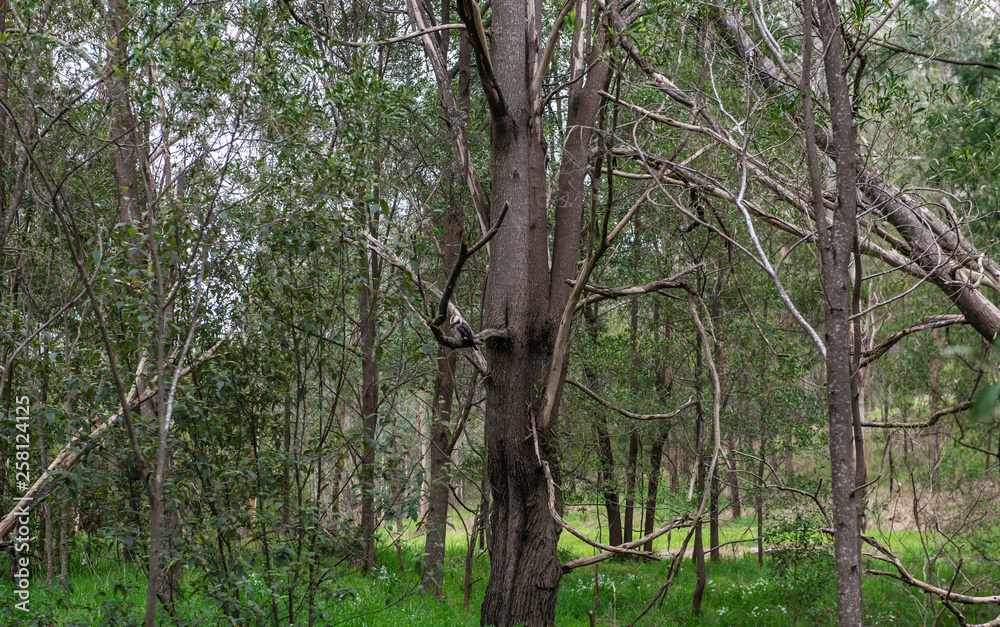 Fototapeta premium tree in the forest