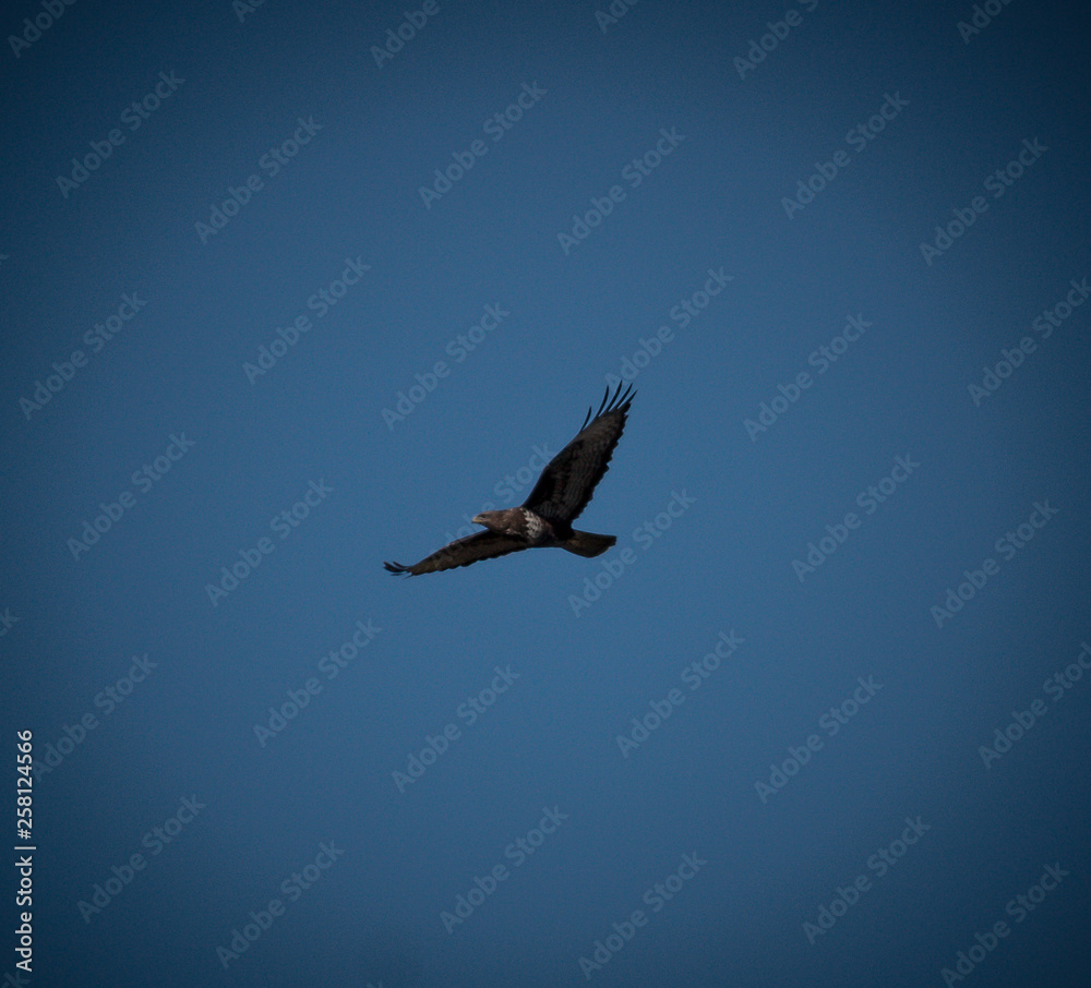 Obraz premium Buzzard in flight