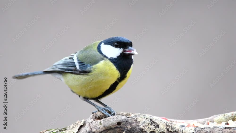 Great tit (Parus major) eats seeds and nuts on the winter bird feeder Great tit (Parus major) eats seeds and nuts on the winter bird feeder
