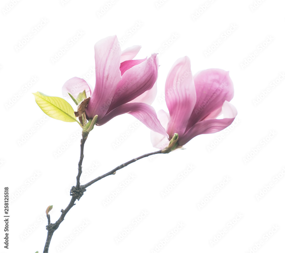 magnolia flower spring branch isolated on white background magnolia flower spring branch isolated on white background
