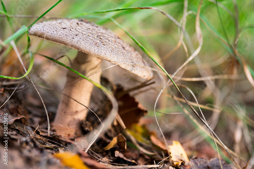 brown mushroom found in national park Oisterwijkse Plassen, The Netherlands photo