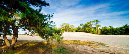 pine trees in the dunes of national park Loonse and Drunense Duinen,  The Netherlands. Panorama photo