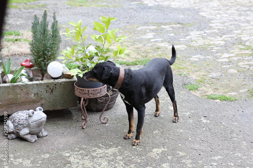 Hund