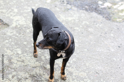 Hund