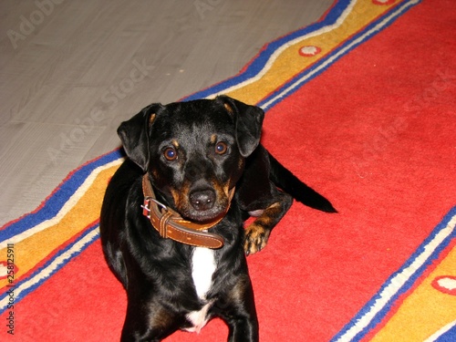 Hund