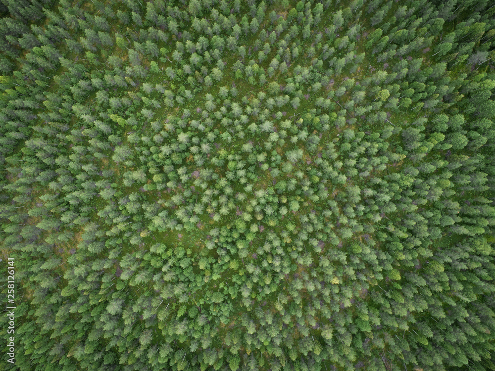 Aerial view of green boreal aka taiga forest in summer Aerial view of green boreal aka taiga forest in summer