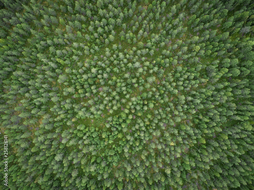 Aerial view of green boreal aka taiga forest in summer