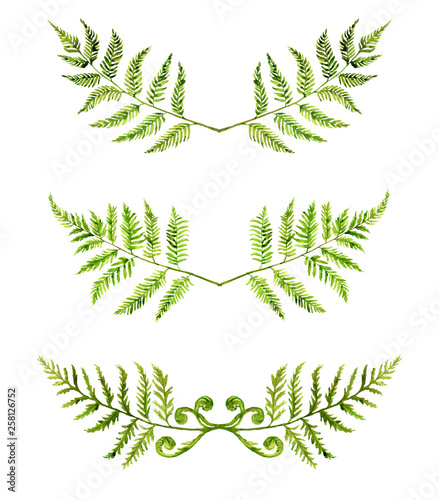 Fern leaf painted with watercolor on a white background. Forest herbs. Green forest branches.