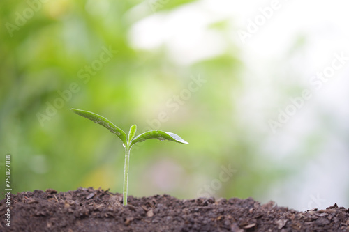 Young green plant with dew growing