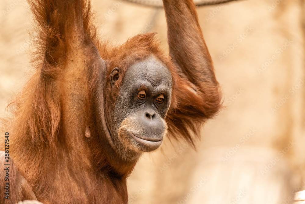 Naklejka premium Orang-Utan