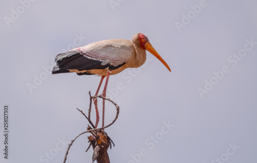 Bird in Ethiopian photo