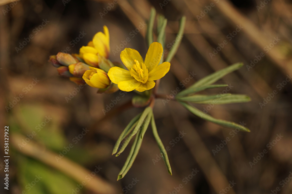 Fototapeta premium Beautiful first spring flower. Yellow color. Filmed on the background of dry grass in the rays of sunset. Brown background. Close-up. Modern abstract design poster, card design.