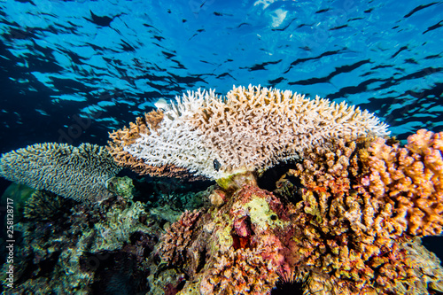 Coral reefs and water plants in the Red Sea, Eilat Israel